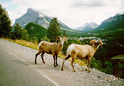 these are sheep, not goats, but that doesen't matter to Old Man Millikan