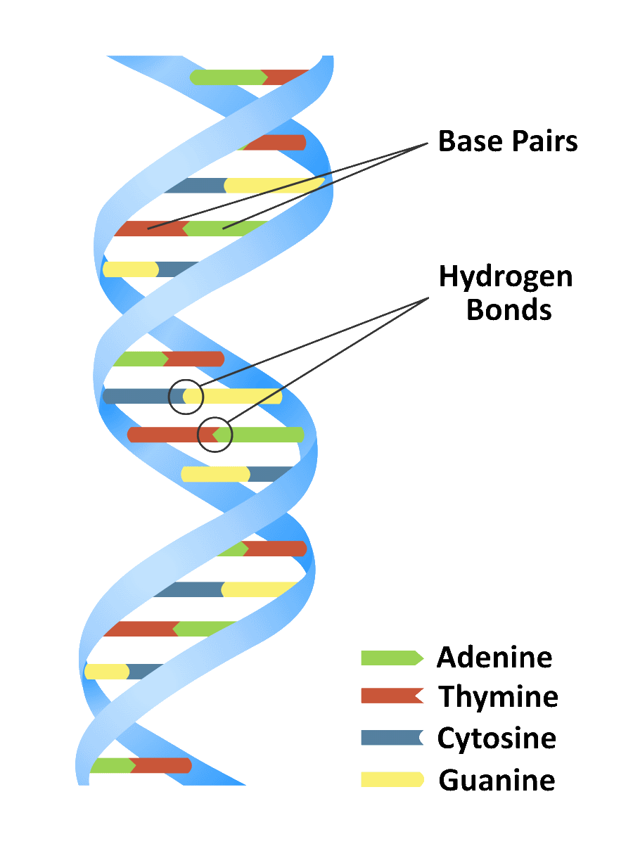 Regular Dna Links to Resources for Genealogical Research
